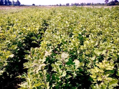 �������� ������ �������� ����������� ������� ����� 1 ������ ��������