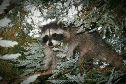 ������ ����, ������� ����������! ������ ����, ���������!