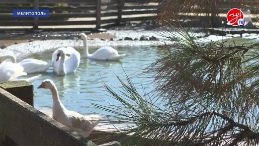 Запорожское реготделение Единой России помогло перевезти пострадавших лебедей из Васильевского округа