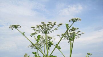 �����: �������� ������ �� �������� �� �������� �������� � ������ ����� ����