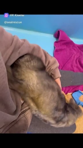 �������� ����� ����� ���������