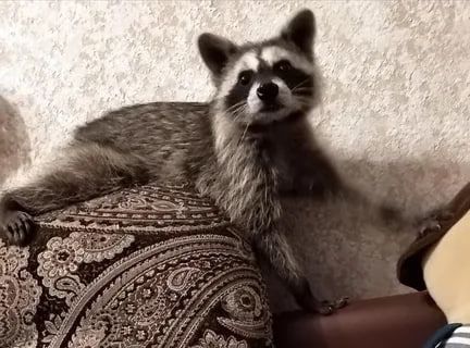 ������ ����, ������� ����������! ������ ����, ���������!