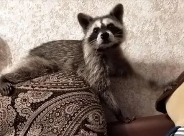 ������ ����, ������� ����������! ������ ����, ���������!