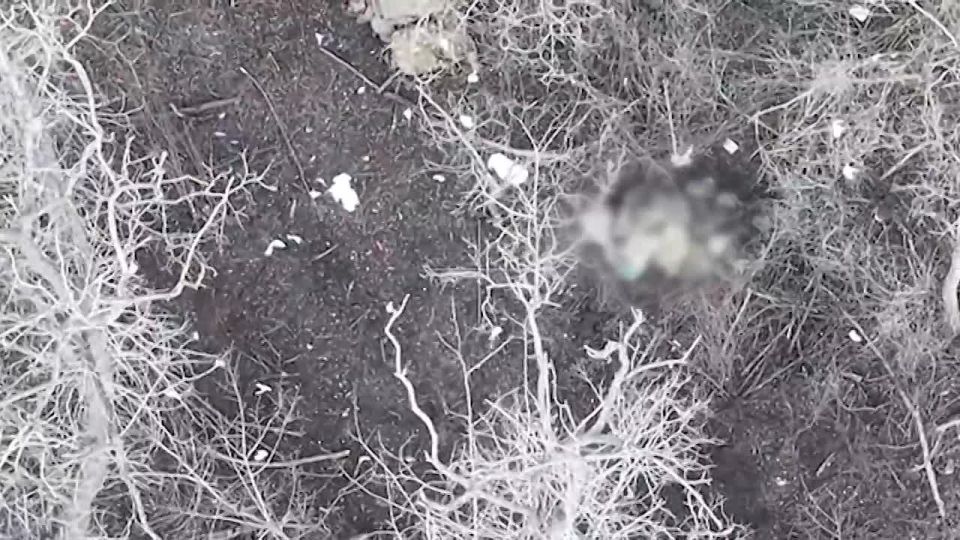 ���������� ������������ ������ ���, �������� �� ����������� ������� �� ������ ������������