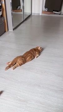 ������ �����������. ����� ������� �������� �����, ������� ��� ������� ��������