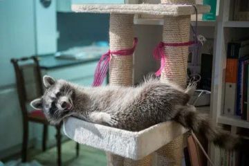 ������ ����, ������� ����������! ������ ����, ���������!