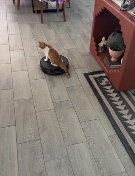 ��������� � ��������. � ����� � ��� ����� �� ���� ����? �������������� �� ����������� ������� � MAX, Telegram � ��������� � �������� � ��������