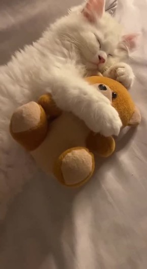 ���� ��������. ������ ������������ � ����