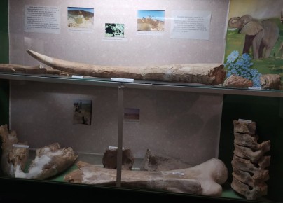 Экспонат в объективе. Как вы думаете: какой возраст самого древнего экспоната Токмакского краеведческого музея? Чтобы ответить на этот вопрос, нам придётся максимально глубоко «нырнуть» в историю