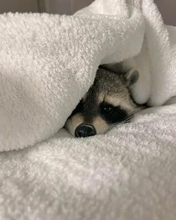 ������ ����, ������� ����������! ������ ����, ���������!