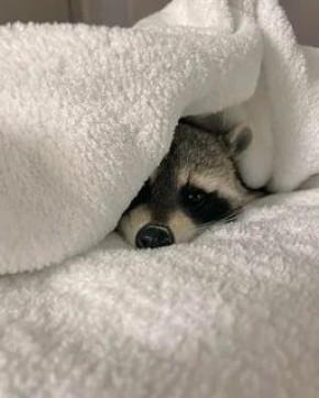 ������ ����, ������� ����������! ������ ����, ���������!