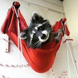 ������ ����, ������� ����������! ������ ����, ���������!