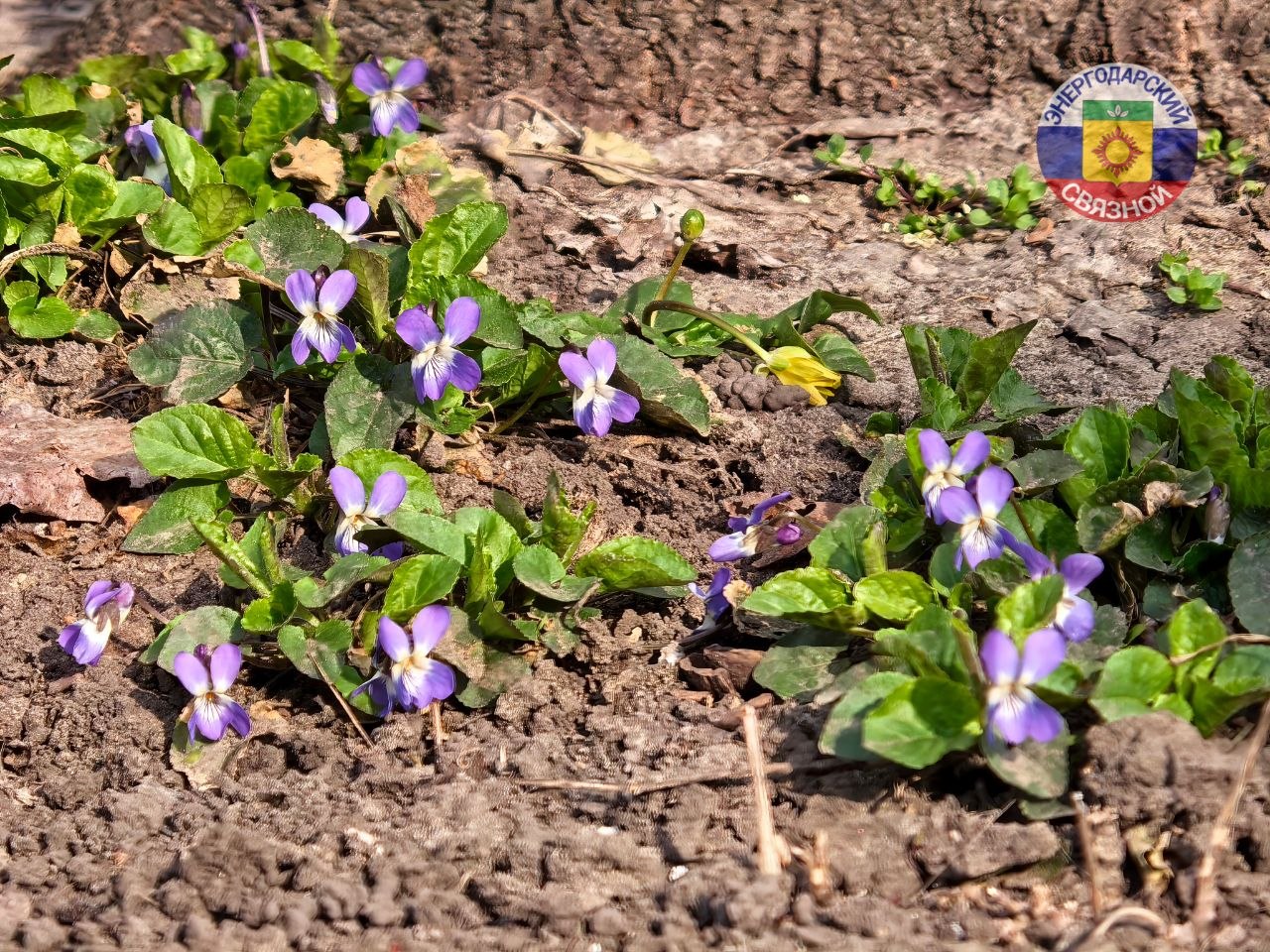 Доброе утро, друзья.. Желаем, чтобы это утро принесло вам чувство настоящего счастья, а наступающий день был спокойным и светлым
