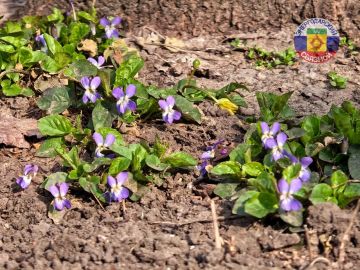 Доброе утро, друзья.. Желаем, чтобы это утро принесло вам чувство настоящего счастья, а наступающий день был спокойным и светлым
