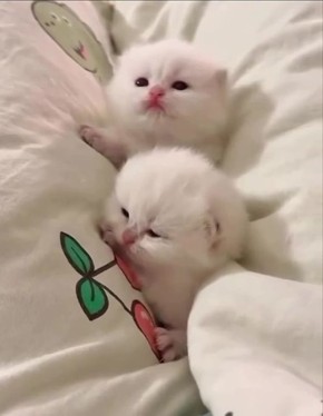 ��� ���� ��������. ����� ������� ����� ������, � ���������� �����