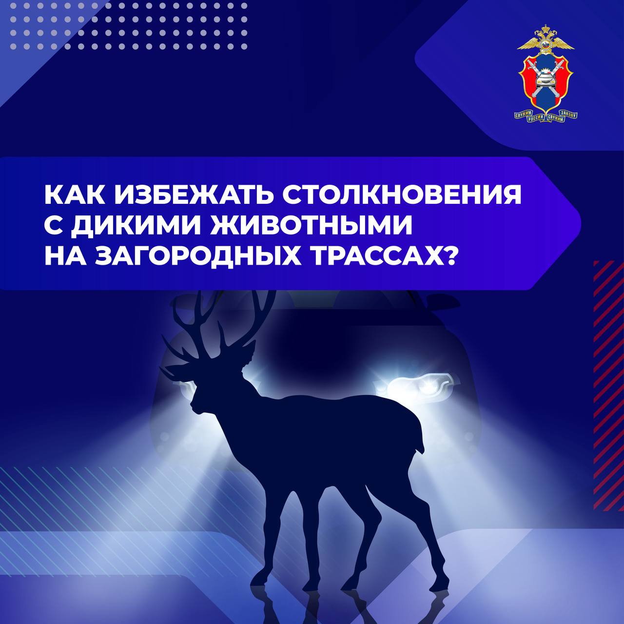 Как избежать столкновения с дикими животными на загородных трассах