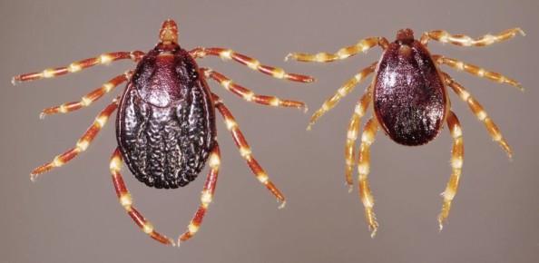 �����-������� 2026 � ������: ��� ������ Hyalomma � ��� ��� ��� ���������