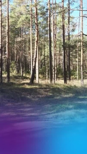 ����� �������� ������ ����������� ��� �������� CO ��� ������������ ��������