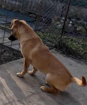 Дружба. 23.03 около 18:00 Пропал мальчик, кличка Бублик