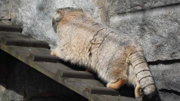 ����� ������� ����� ����������, � ����� ����� ����� � ���