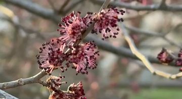 26марта, четверг. Пусть весна наполнит этот день свежестью, лёгкостью и новыми надеждами