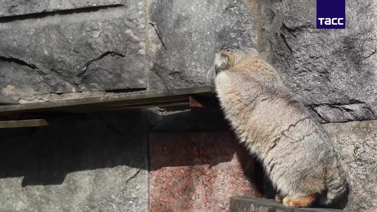 Манул Тимофей худеет к лету