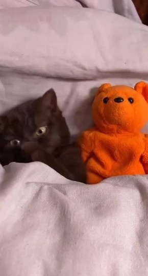 ����� �������. ����������� ����, ������ ������������ � ��������