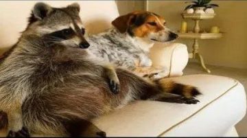 Доброй ночи, дорогие подписчики! Доброй ночи, Запорожье!