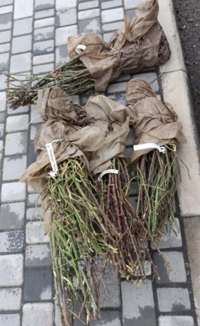 ��������� ������ ������ �������� 50 ������ ��� � ���������� ������������� ������