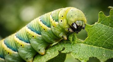 На охрану сада! Эксперты объяснили, как весной защитить растения от вредителей