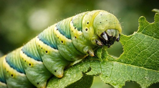 На охрану сада! Эксперты объяснили, как весной защитить растения от вредителей