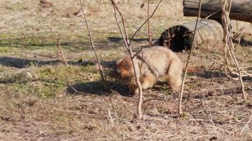В Московском зоопарке проснулись степные сурки