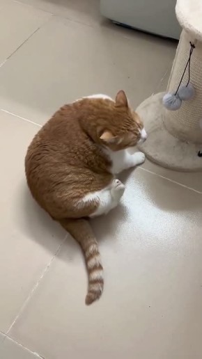 ���� �����������. ����������� � ������ �������� ����