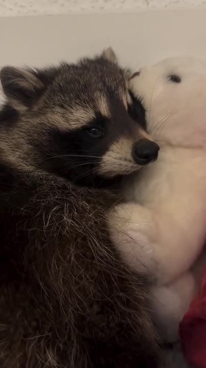 ������ ����, ������� ����������! ������ ����, ���������!