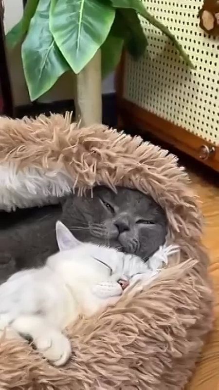 ���� ��������. ���������� ������������ � ��������