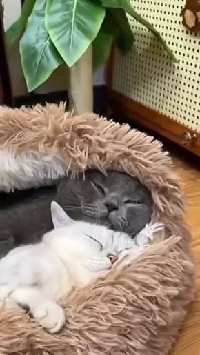 ���� ��������. ���������� ������������ � ��������