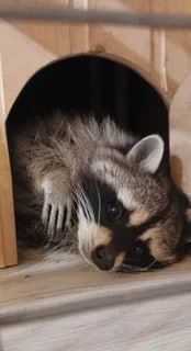 ������ ����, ������� ����������! ������ ����, ���������!