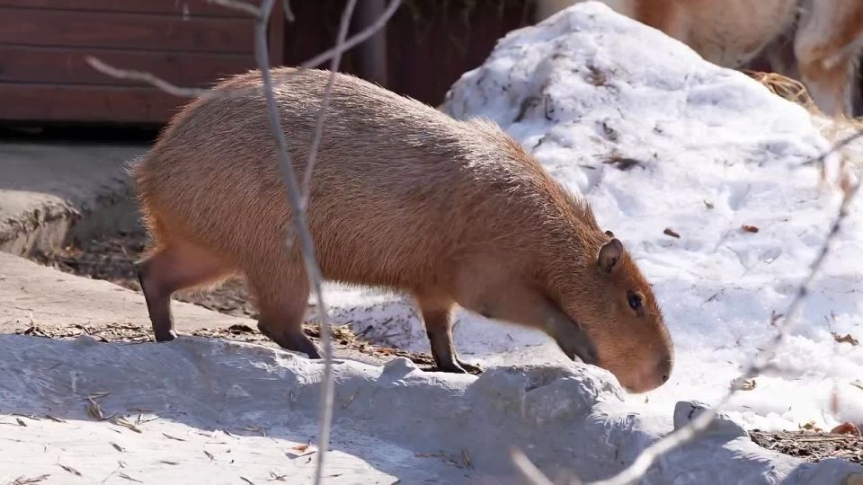 ����� ������� ������ ������