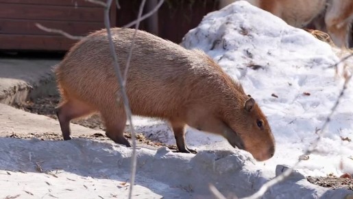 ����� ������� ������ ������