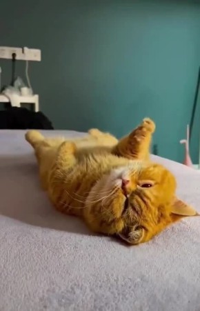 ���, �������. ����������, ����������, �������� ��������� �� ������