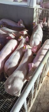 ������ ������ ������� ��� ����������� ������� "������������ �����" � ������������ ������ � ����� �����