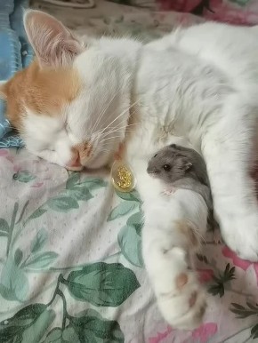 ������ �����������. ��������, ������ ������������ � ��������