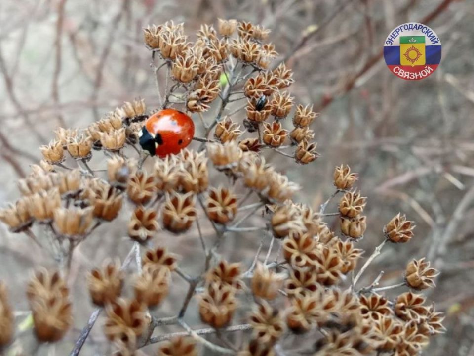 ������ ��� ������ ������� � ������������ ����