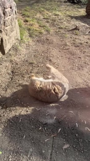 ������� ������� ����� ������� ������� �� ��������