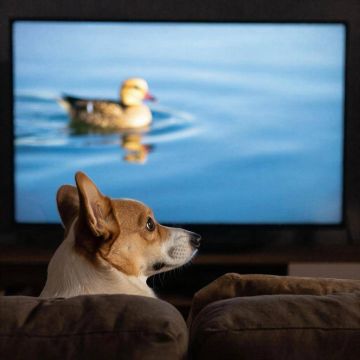 � ����� ��������� �������������� ������������ ��������� ��� �������� ��������