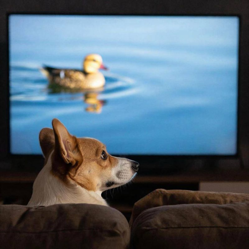 � ����� ��������� �������������� ������������ ��������� ��� �������� ��������