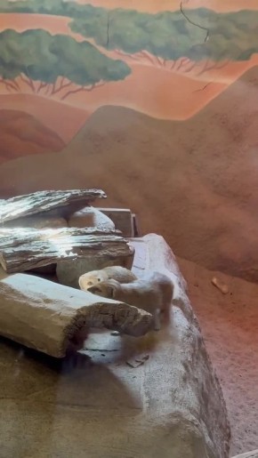 ����������� �����-�����-���� �� ������������