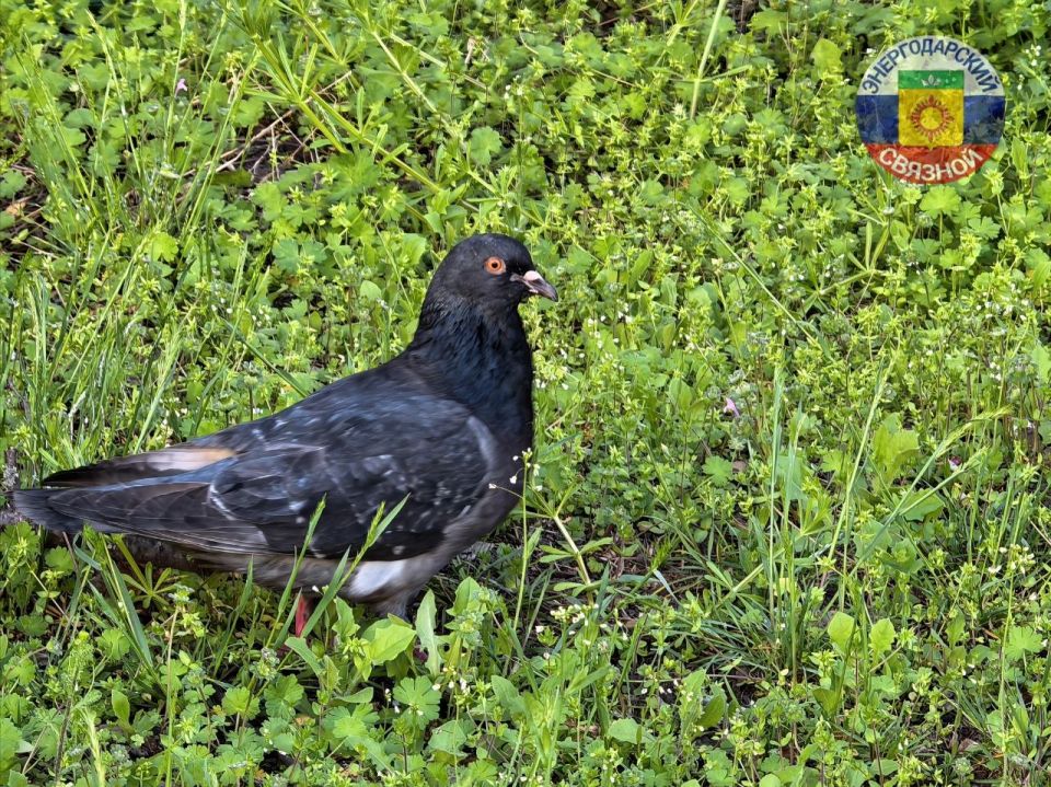 ������ ����, ������!������ ���� ����������