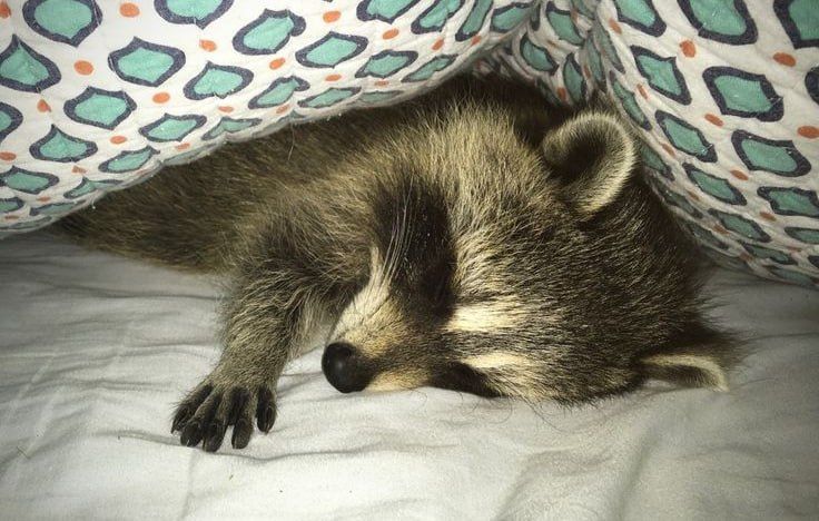 ������ ����, ������� ����������! ������ ����, ���������!