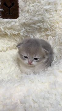 ���� ������� � �����. ������ �� � ����� ������� ������